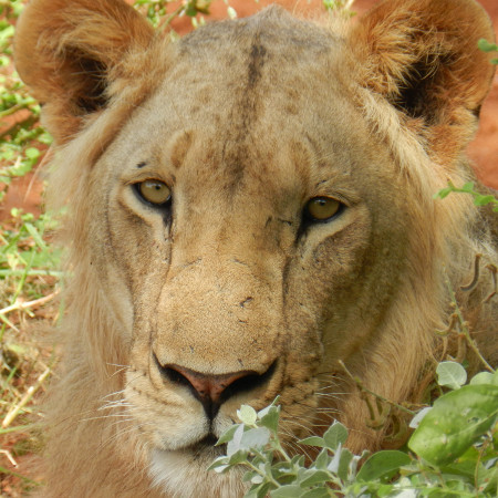 Kenya Safari