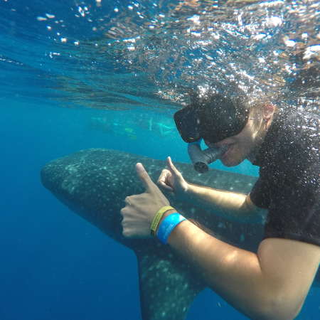 Whale Shark